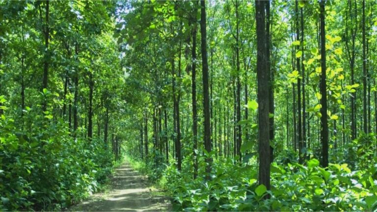 pohon jati